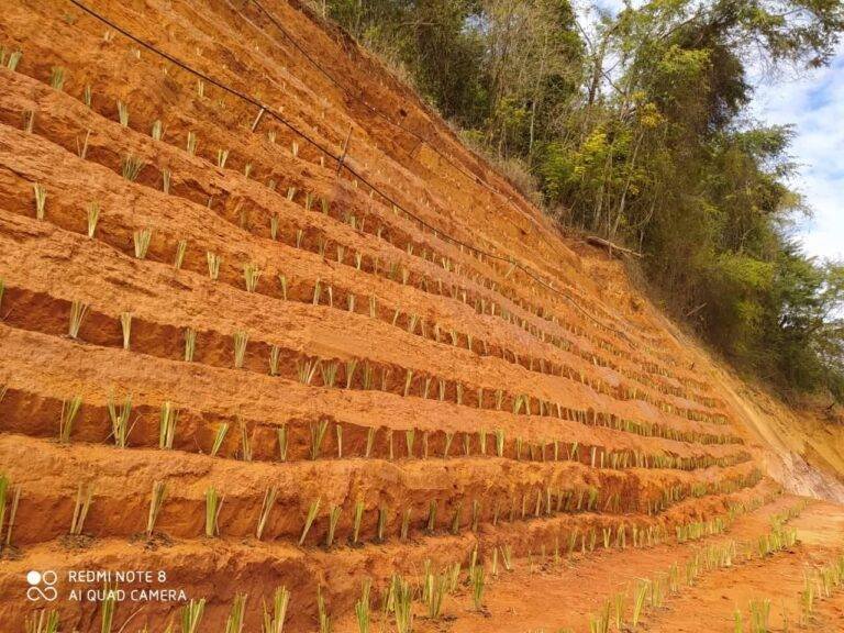 Contenção de encostas com capim vetiver