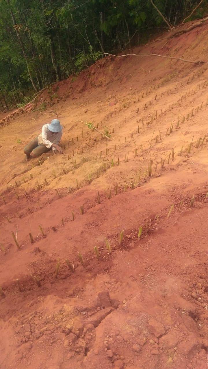 plantação capim vetiver