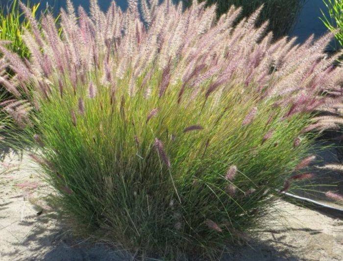 capim_do_texas_verde_pennisetum_setaceum_3