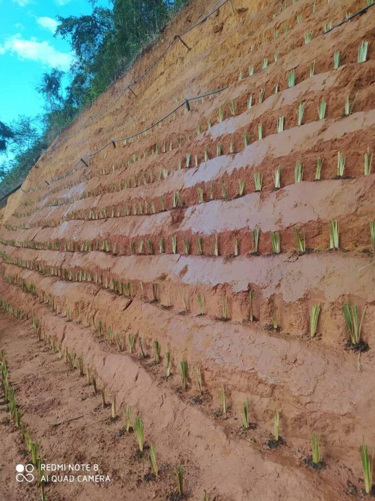 Contenção de encostas através do capim vetiver