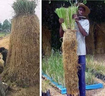 Plantação Capim Vetiver