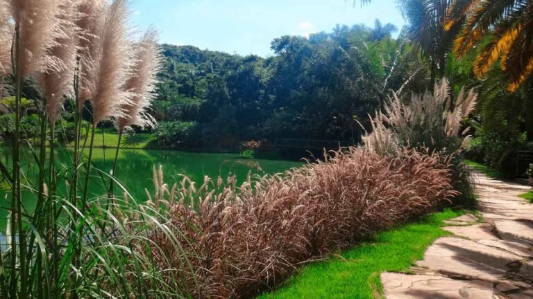 Capim dos Texas e Capim dos Pampas8