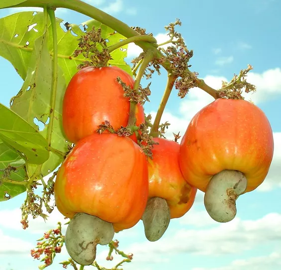 Plantas Frutíferas, frutíferas, mudas frutíferas